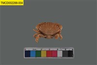 藏品(肉球皺蟹)的圖片